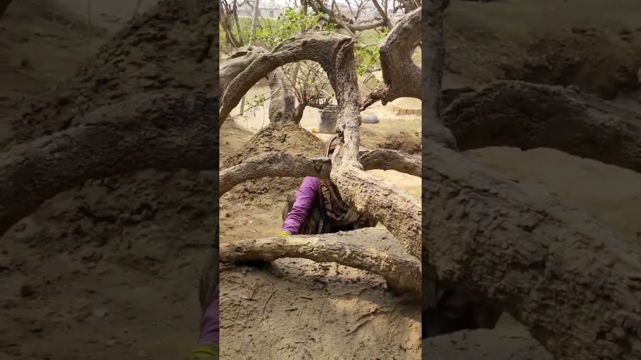 निधिवन का रहस्य||Mystery of nidhivan (vrindavan)||#shorts
