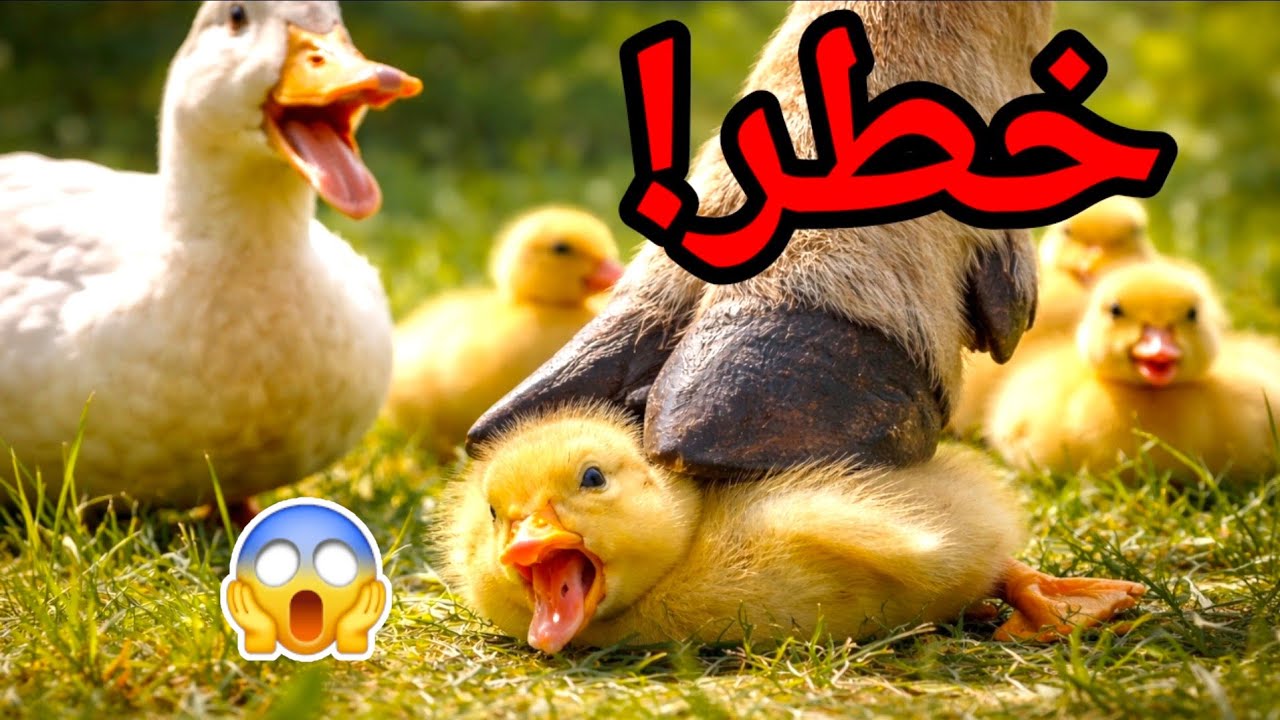 🔥 كادت تصير كارثة! فراخ البط تحت الخطر 😱
