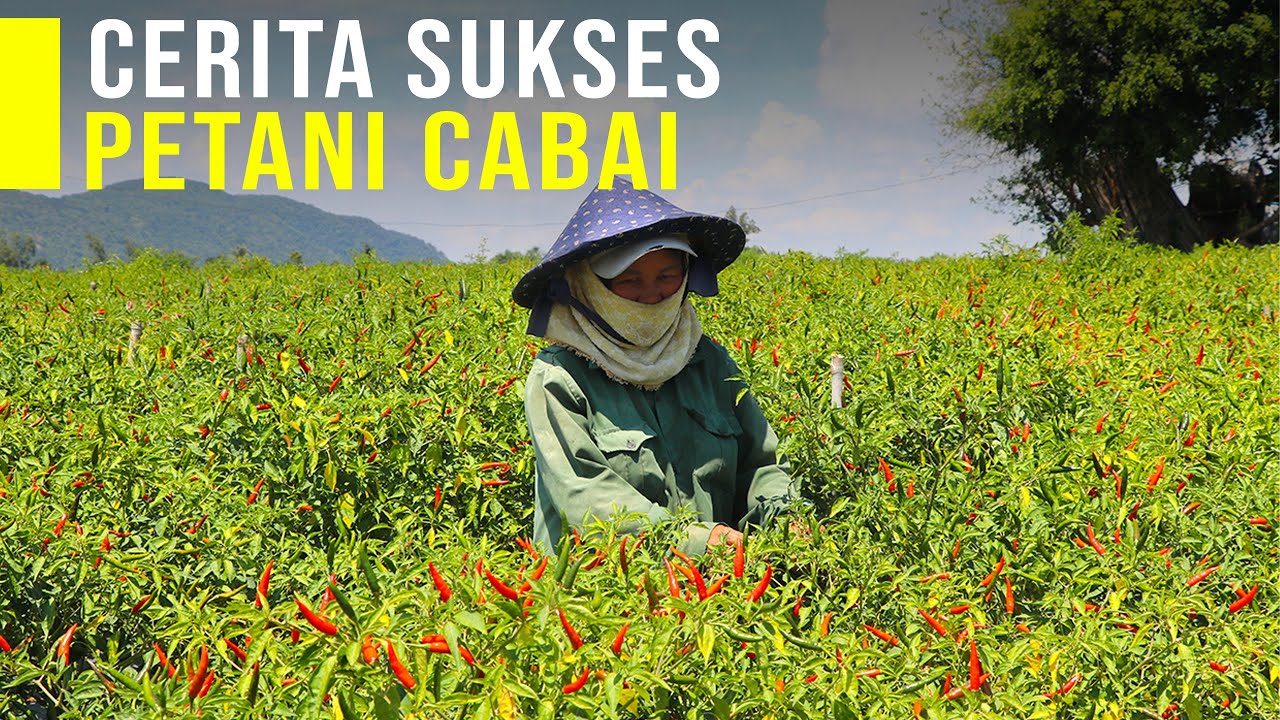 Cerita Sukses Petani Cabai