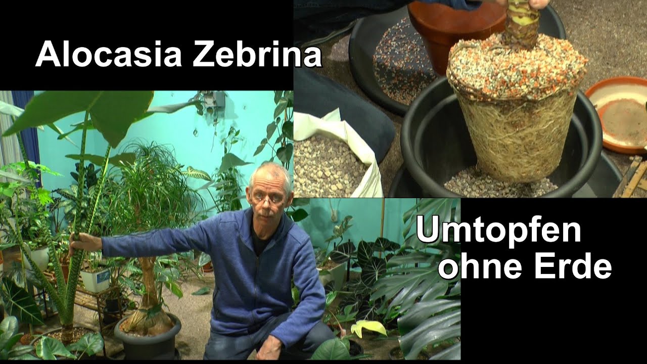 Große Alocasia Zebrina umtopfen in neues Substrat ohne Wurzeln zu verletzen und Dschungel Tour