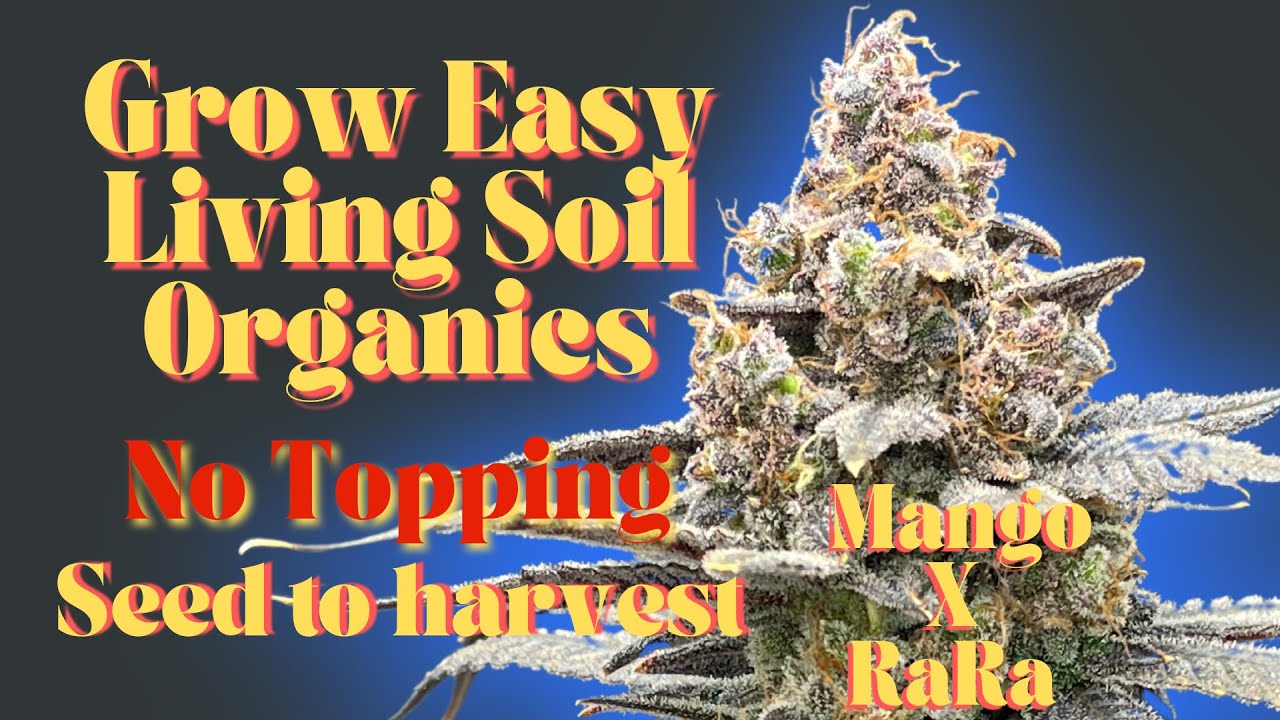 GROW EASY LIVING SOIL ORGANICS: NO TOPPING MANGOxRARA SEED TO HARVEST.