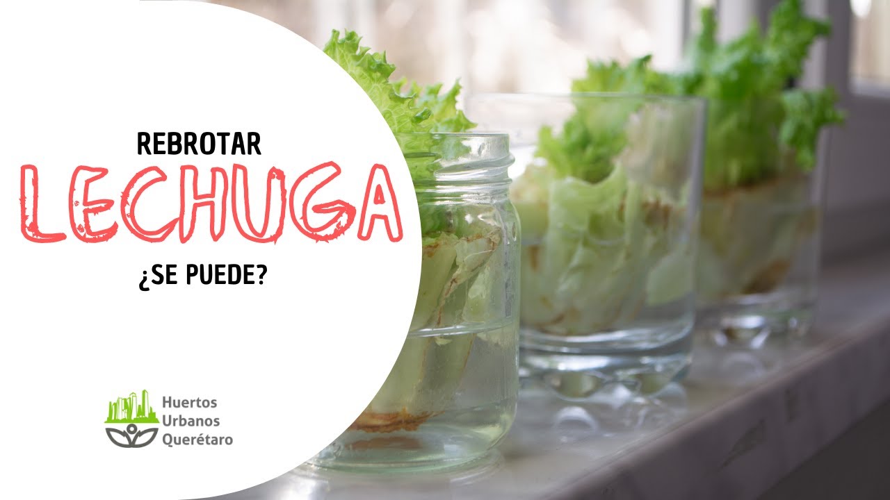 REBROTAR LECHUGA en CASA &iquest;Se puede?🥬