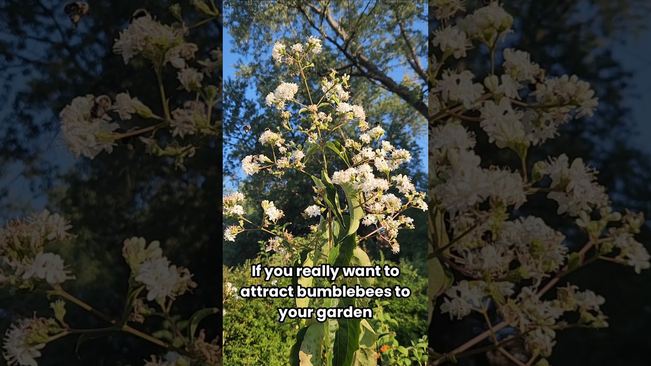 Attract Bumblebees with this!
