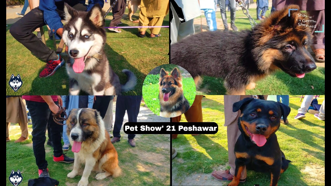 Dog Show Peshawar || Pet Show' 21 || All Breeds || 2K edition || Pakistan Dog Show 2021