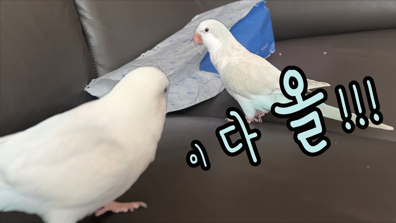 이다복의 외침!!