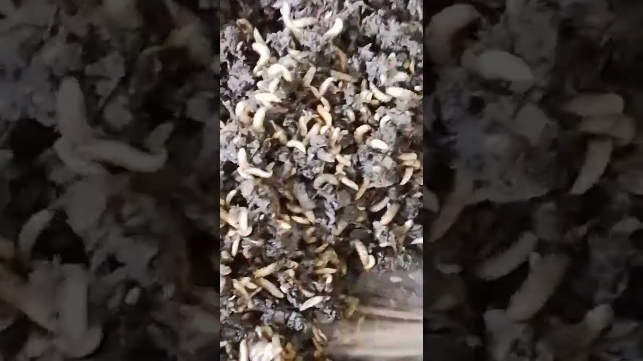 How to get the best out of Black Soldier Fly Larvae (BSFL) in formulating livestock feed #bsfl4feed