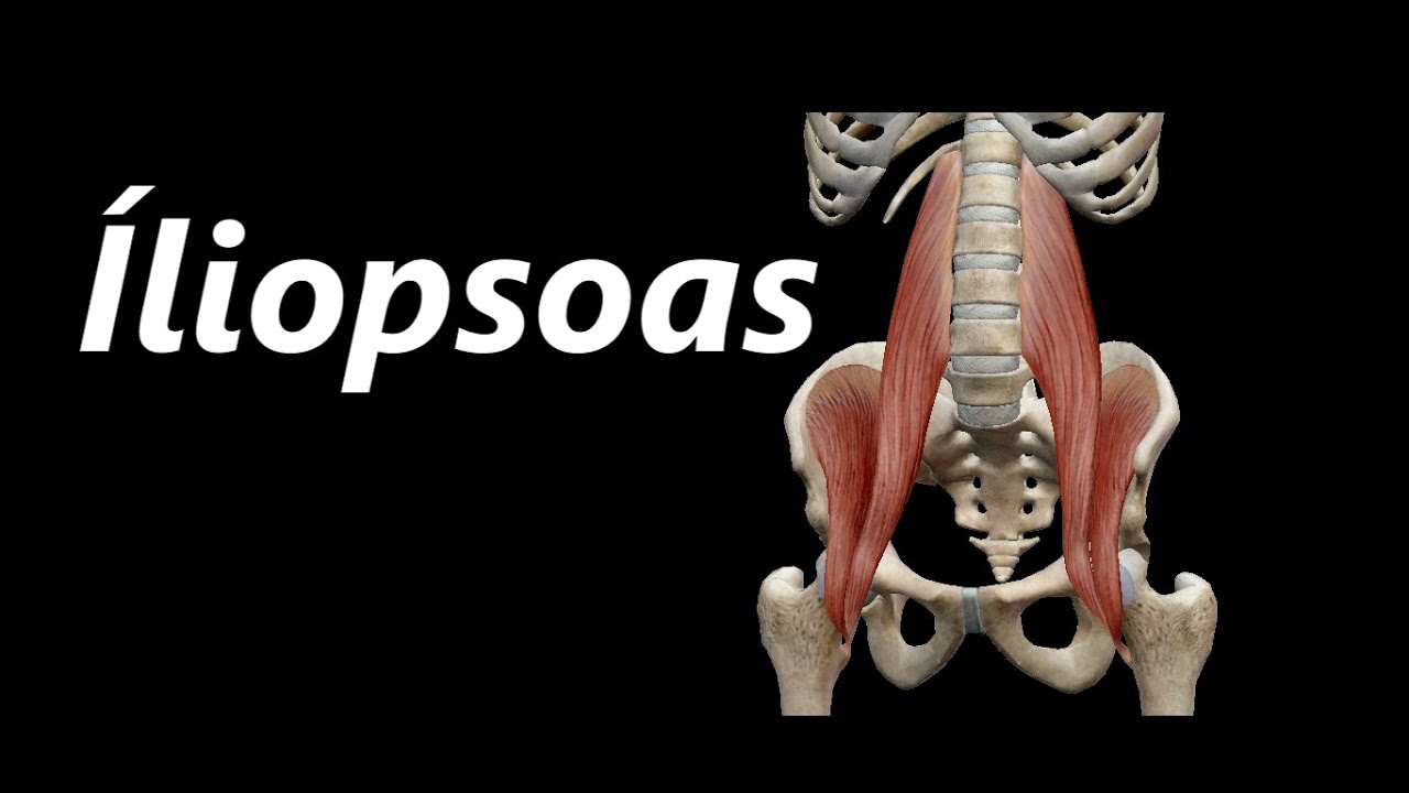 Anatomia do Íliopsoas em 3D