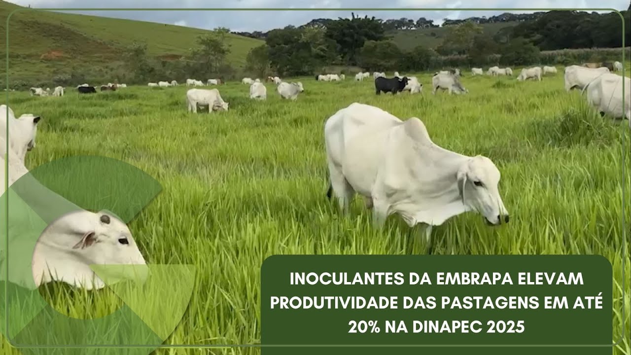 INOCULANTES DA EMBRAPA ELEVAM PRODUTIVIDADE DAS PASTAGENS EM ATÉ 20% NA DINAPEC 2025
