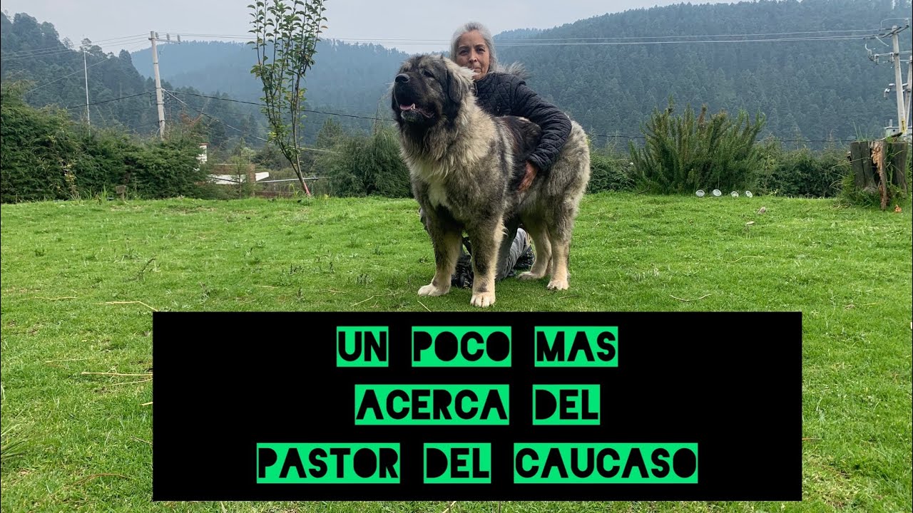 Un poco más acerca del pastor del Cáucaso