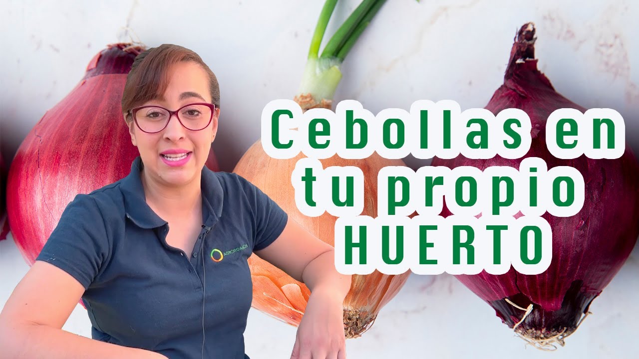🧅 &iquest;C&oacute;mo sembrar CEBOLLAS EN CASA? (SIN SEMILLA) 😱