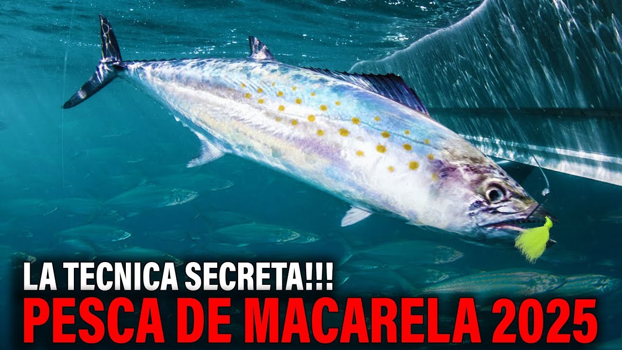 Pescar Macarelas Con 🎣 Técnica Secreta No Vas a Creer Esto