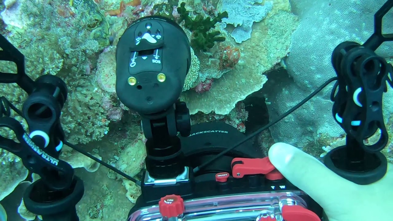Wakatobi Dive Resort Day 2