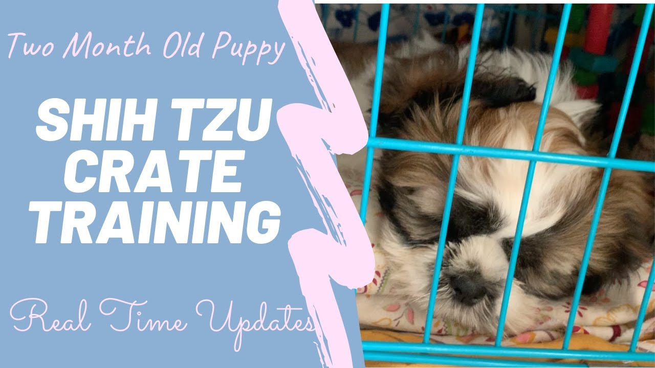 Shih Tzu Crate Training (Part 2) - 2 Months Old - Real Time Updates