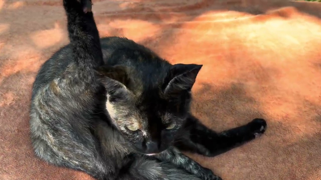 Mäu Mäu The Magic Cat „The Best Of Edition“