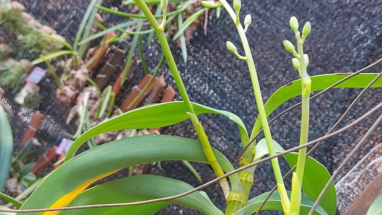 USEI 1 COLHER DE CAFÉ NAS ORQUÍDEAS, VEJA O QUE ACONTECEU!!!