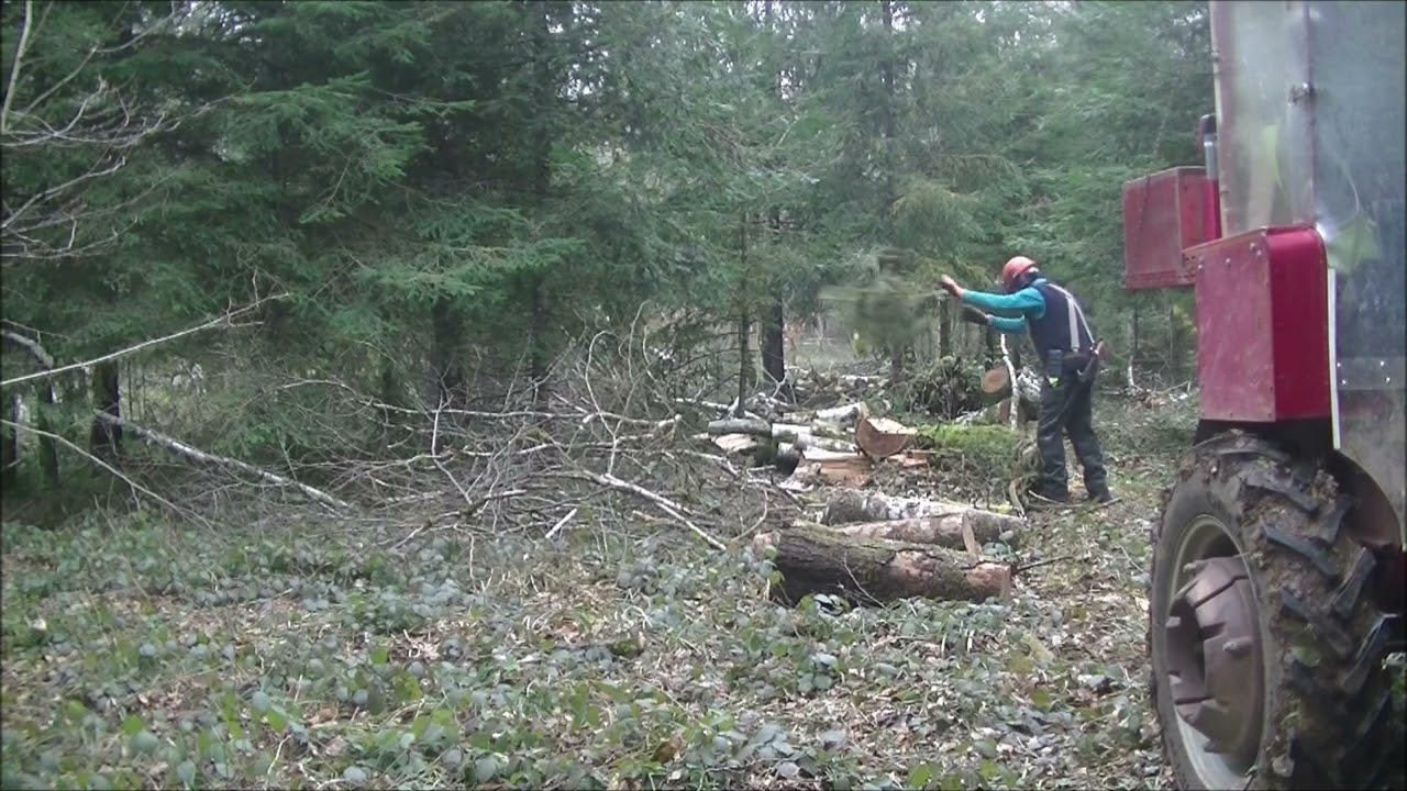 Charmilles enchevêtrées