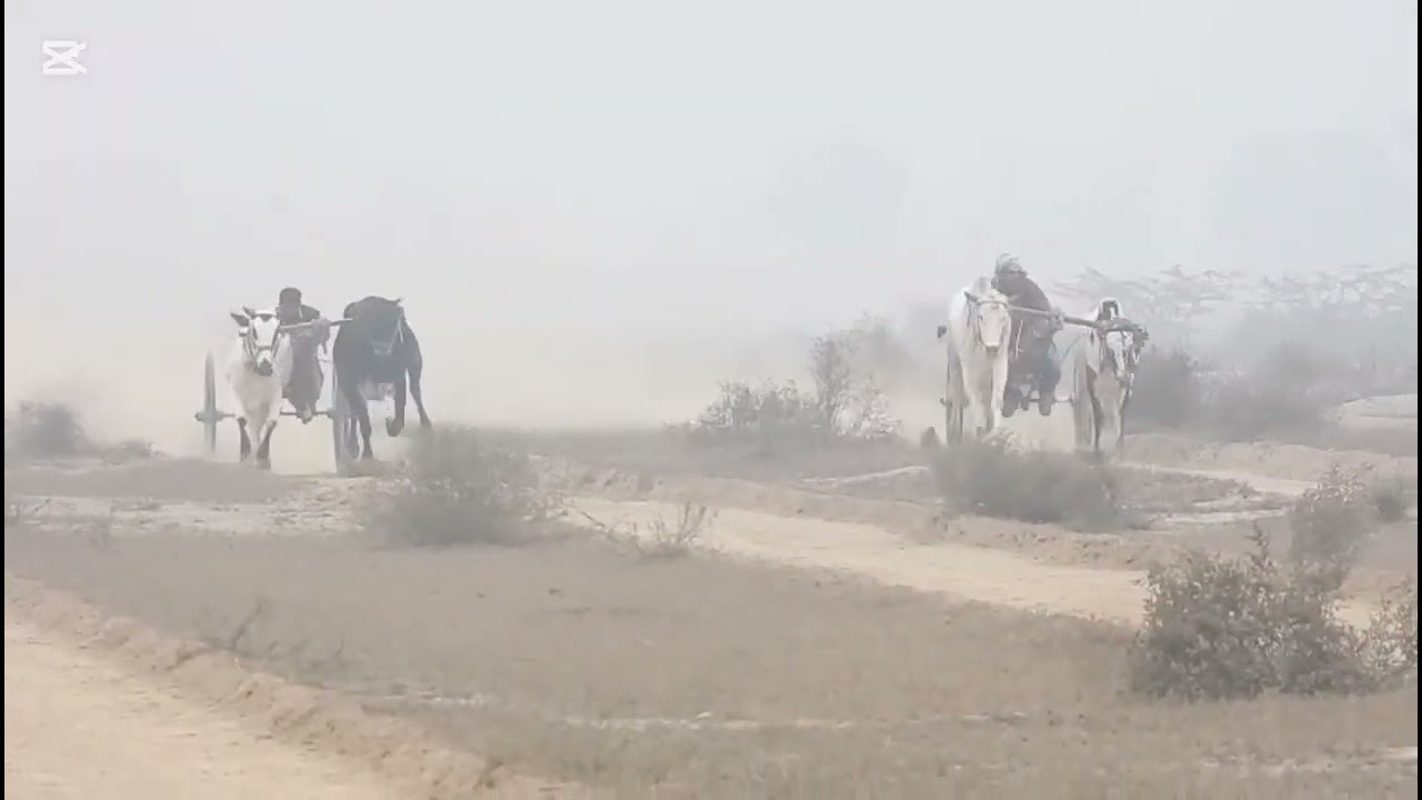 06/01/2026ضلع ٹوبہ اوپن بیل گاڑی ریس گراؤنڈ 519 گ ب والا مکمل ریس 