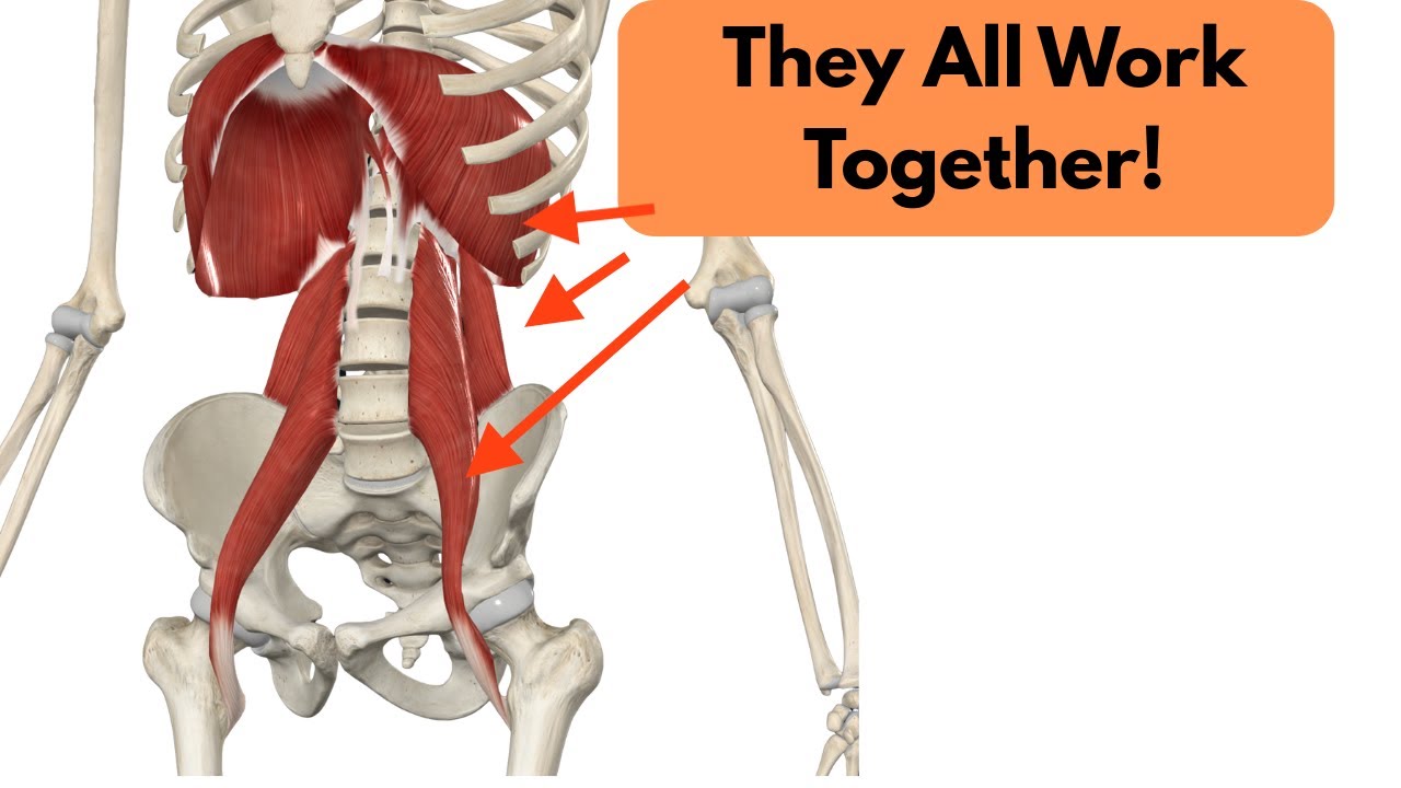 How the QL, Psoas, and Diaphragm Influence Breathing: A Postural Restoration Perspective