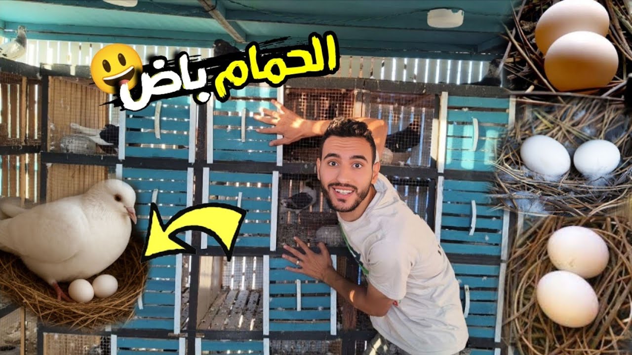 الحمام باض 😃 ومفاجآت كتير في السلاكة (سوزي هتتجوز)