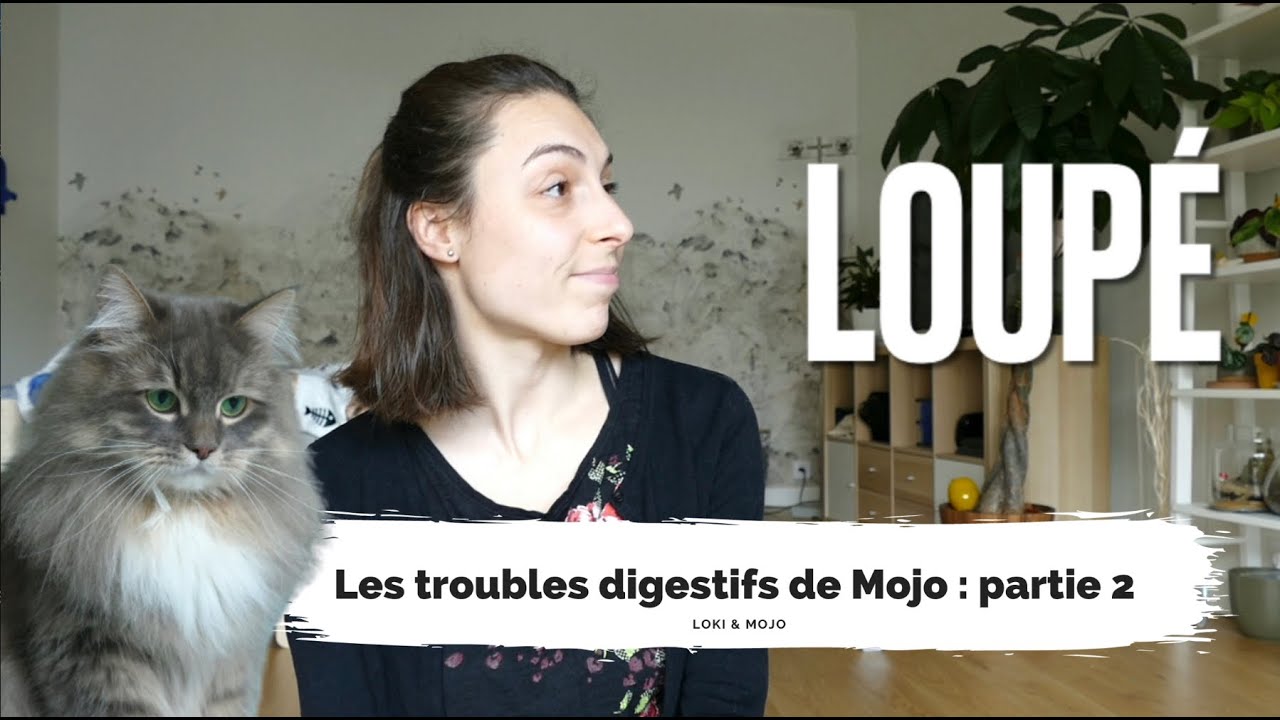 Troubles digestifs de mon chat : on en est où ? - partie 2