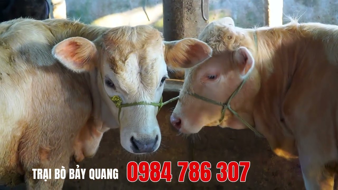 🐮 TRẠI BÒ BẢY QUANG 🐮 03-02-2026 - Mời bà con quẹo lựa