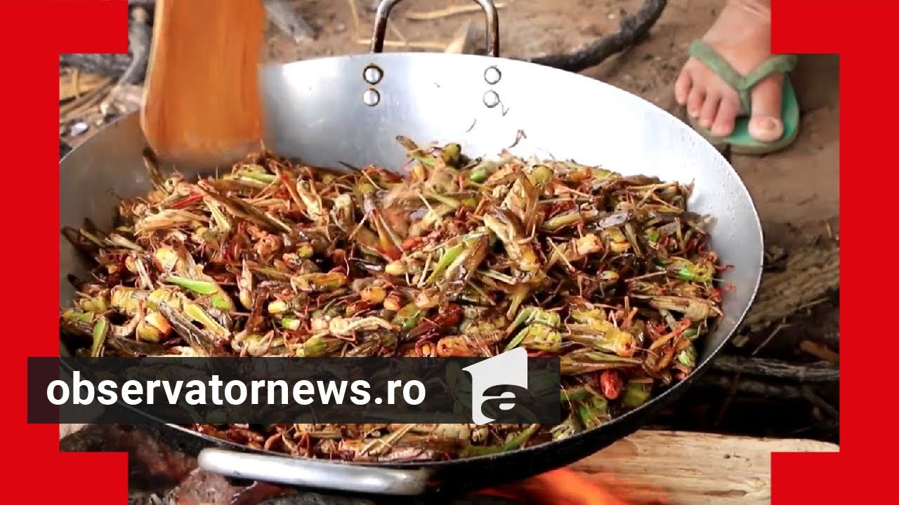 Lăcusta călătoare, în farfuriile românilor