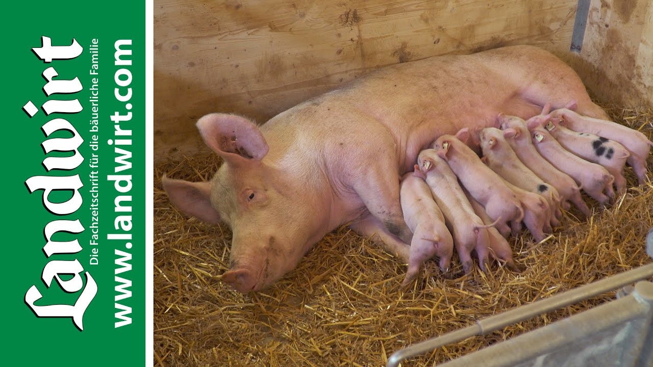Bio Schweinestall – Teil 1 | landwirt.com