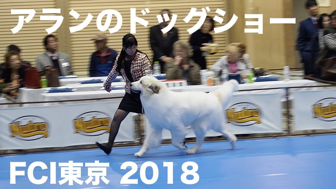 アランのドッグショー　FCI東京2018  greatpyrenees グレートピレニーズ