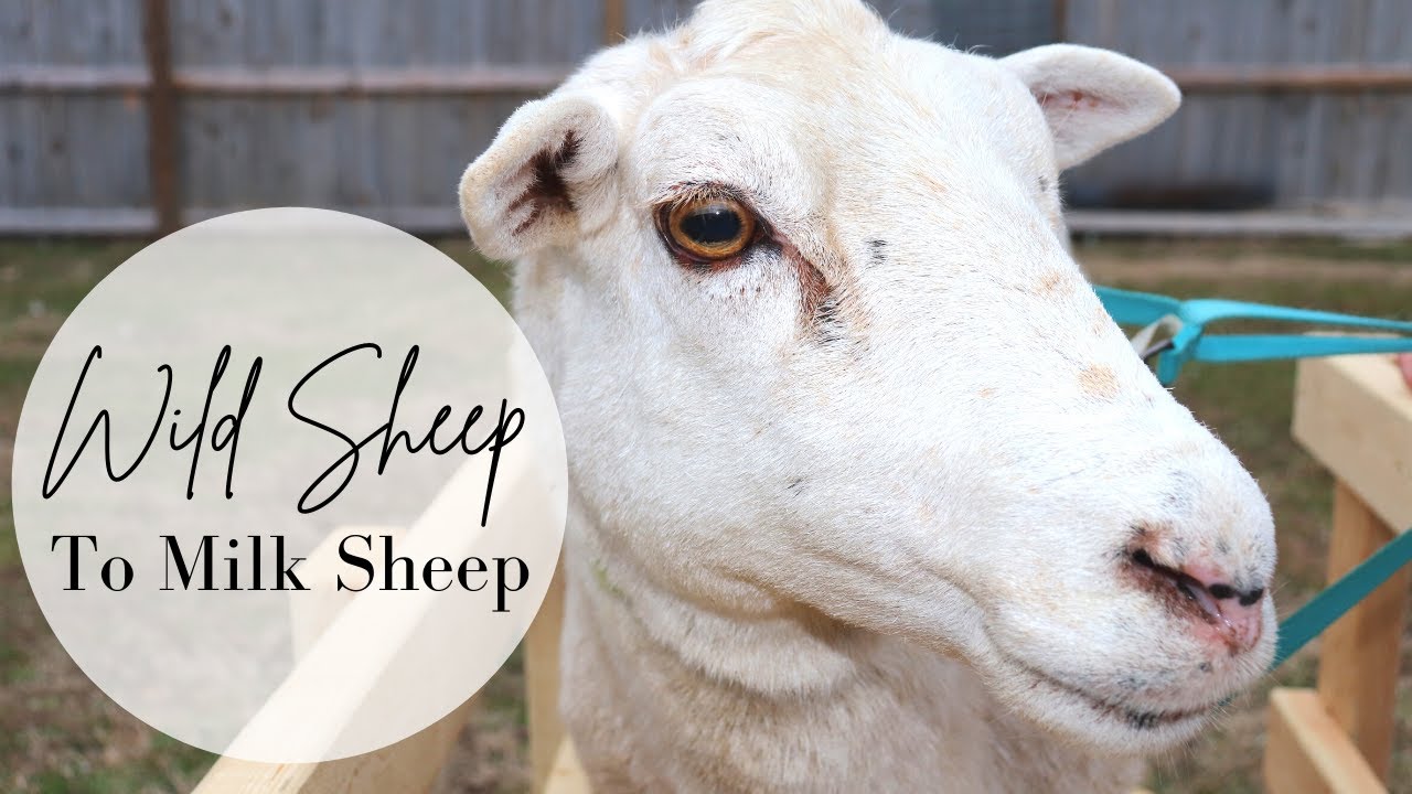 Training a Sheep to Milk 🐑 || Getting a Sheep in the Milk Stand || Training our Katahdin Ewe