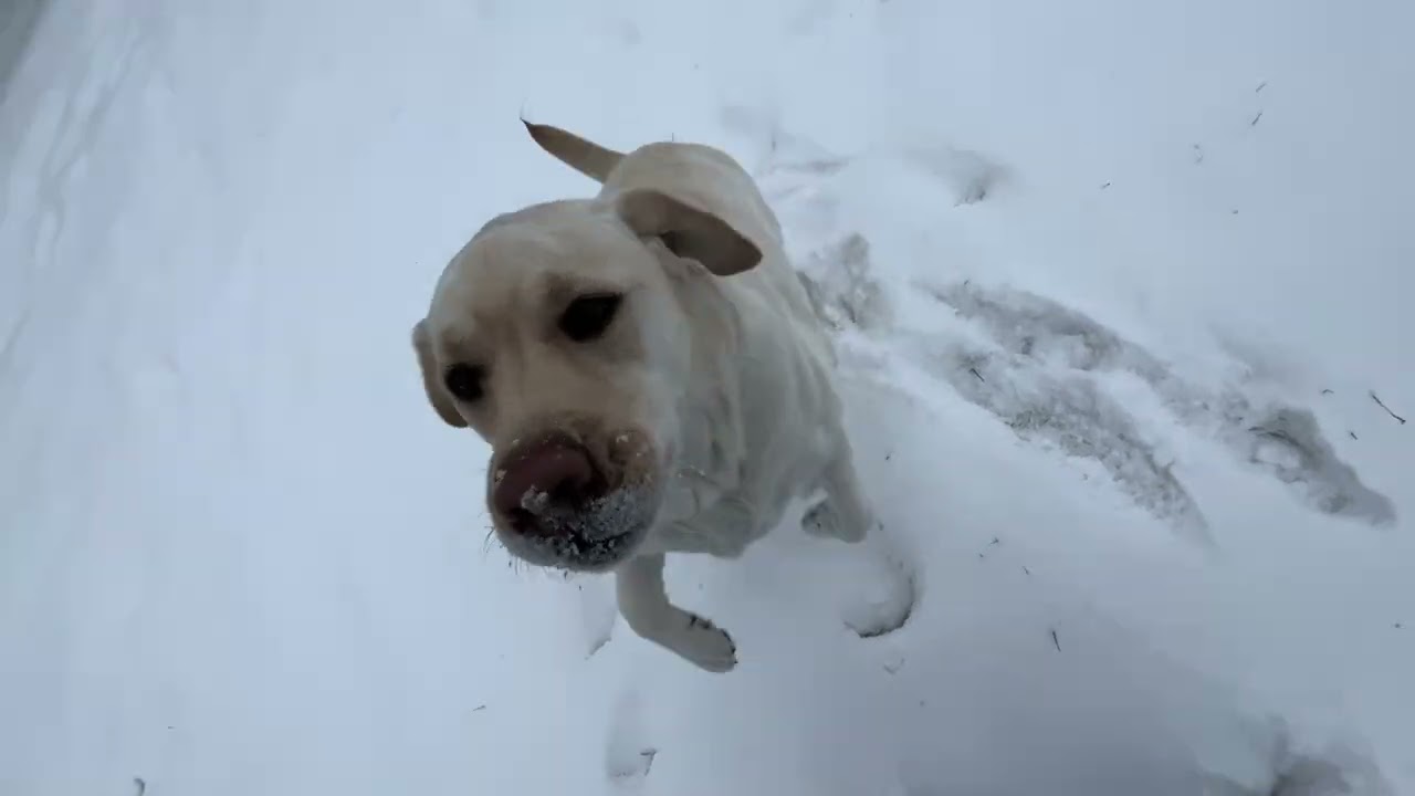 Fajny dzionek bardzo dużo śniegu  🌨️☃️