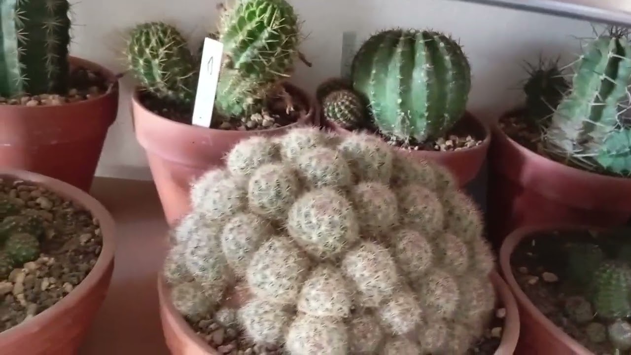 My winter place for my cacti