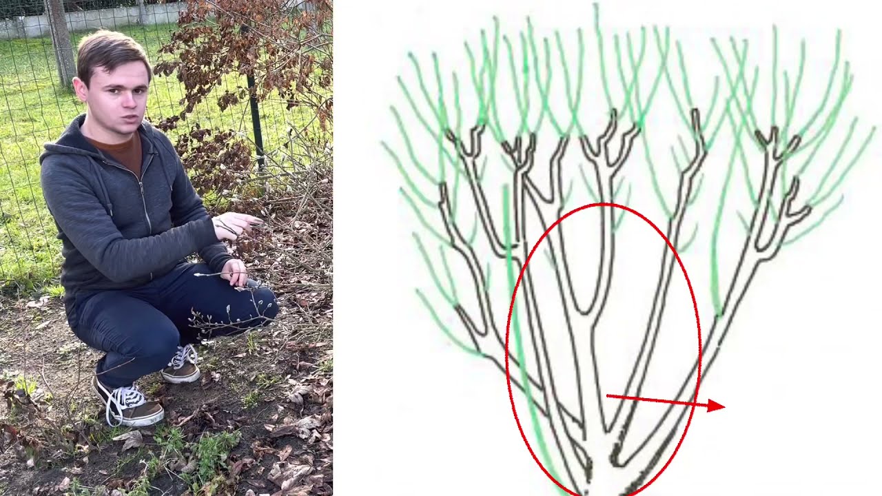 Tuto taille: quand tailler un arbuste? Automne ou printemps?