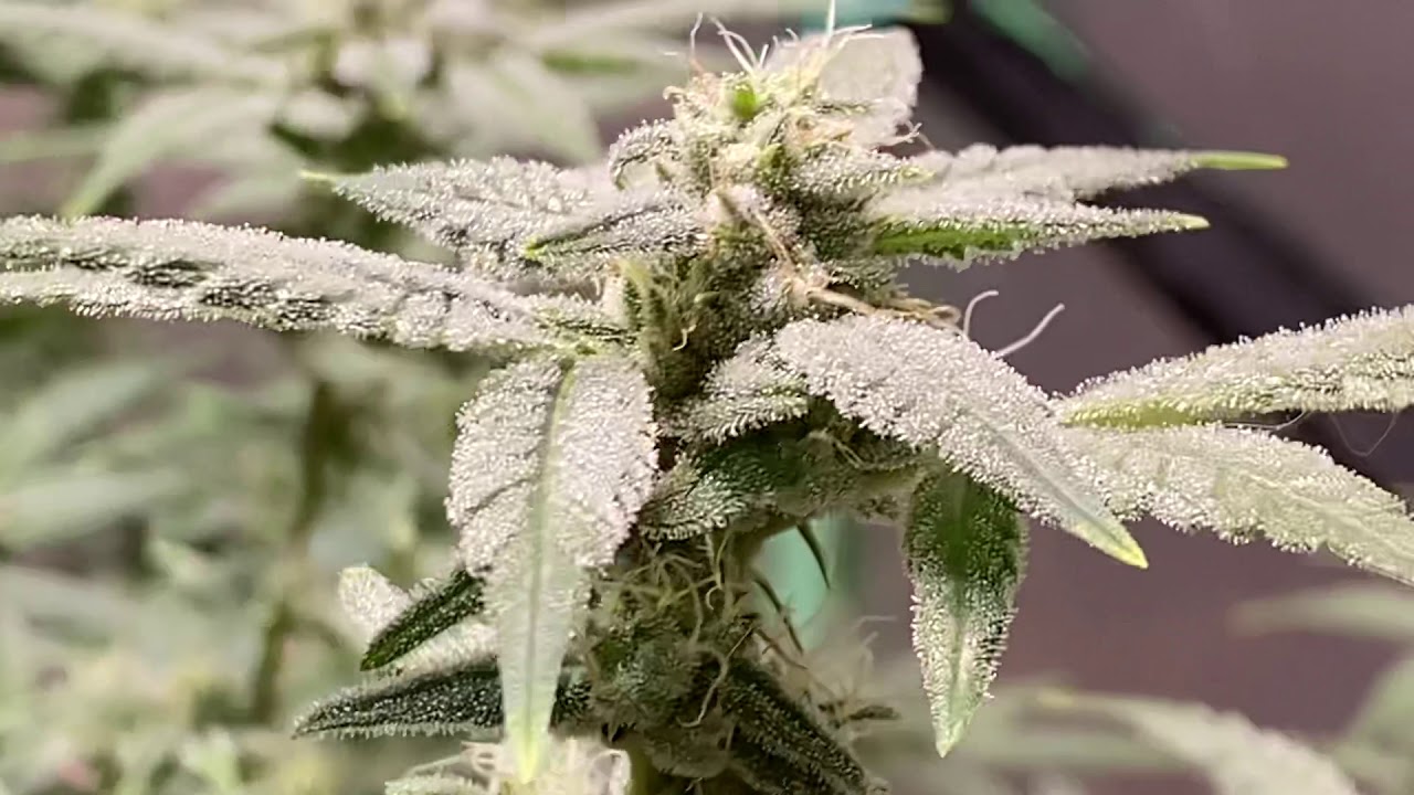 Seedsman Blueberry Day 28/48/99 Medical Cannabis Grow