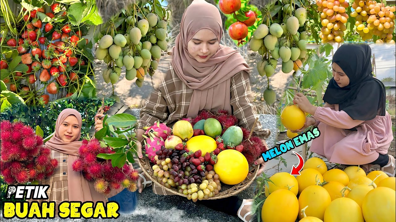 Petik buah-buahan segar | Panen buah dikebun
