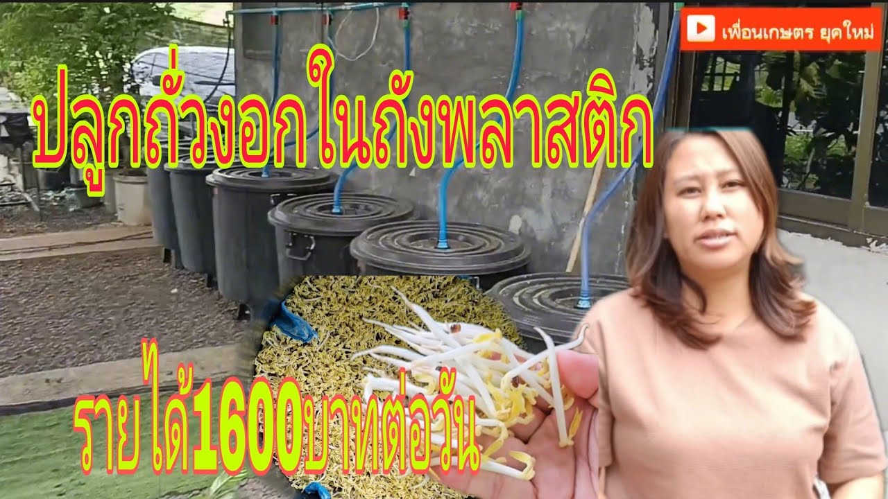 ปลูกถั่วงอกในถังพลาสติกแบบหมุนเวียนสร้างรายได้วันละ1600บาทต่อวัน