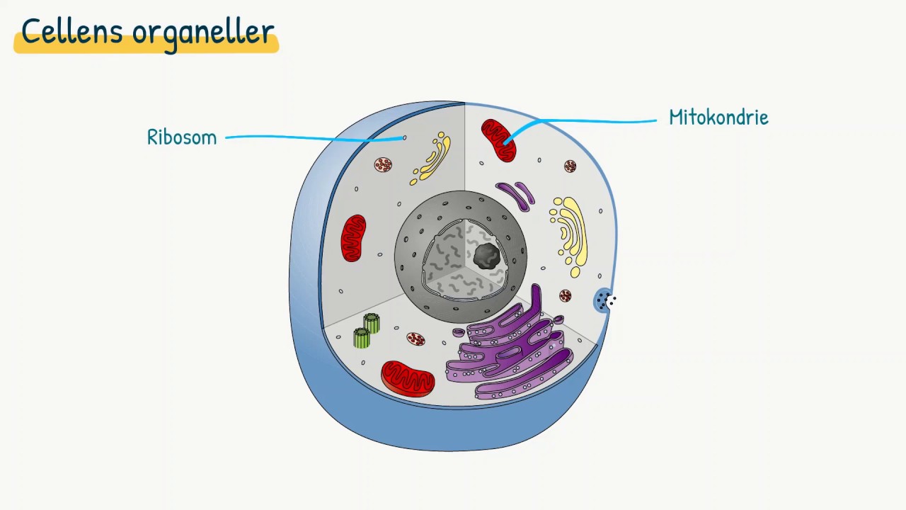 Celler og væv: Cellens organeller