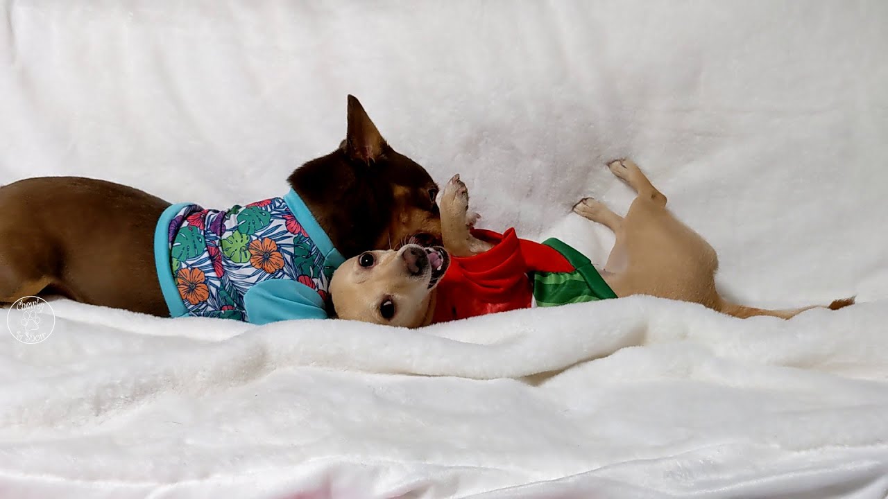 Fun With Chihuahuas! | Ep 195 | Chewby & Snow White 😎🥰😁😆#wrestling #dogs