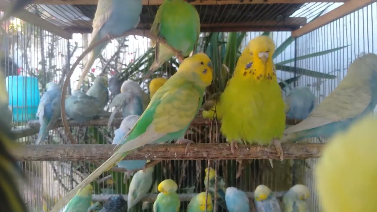 👀見ているだけで癒されるセキセイインコ