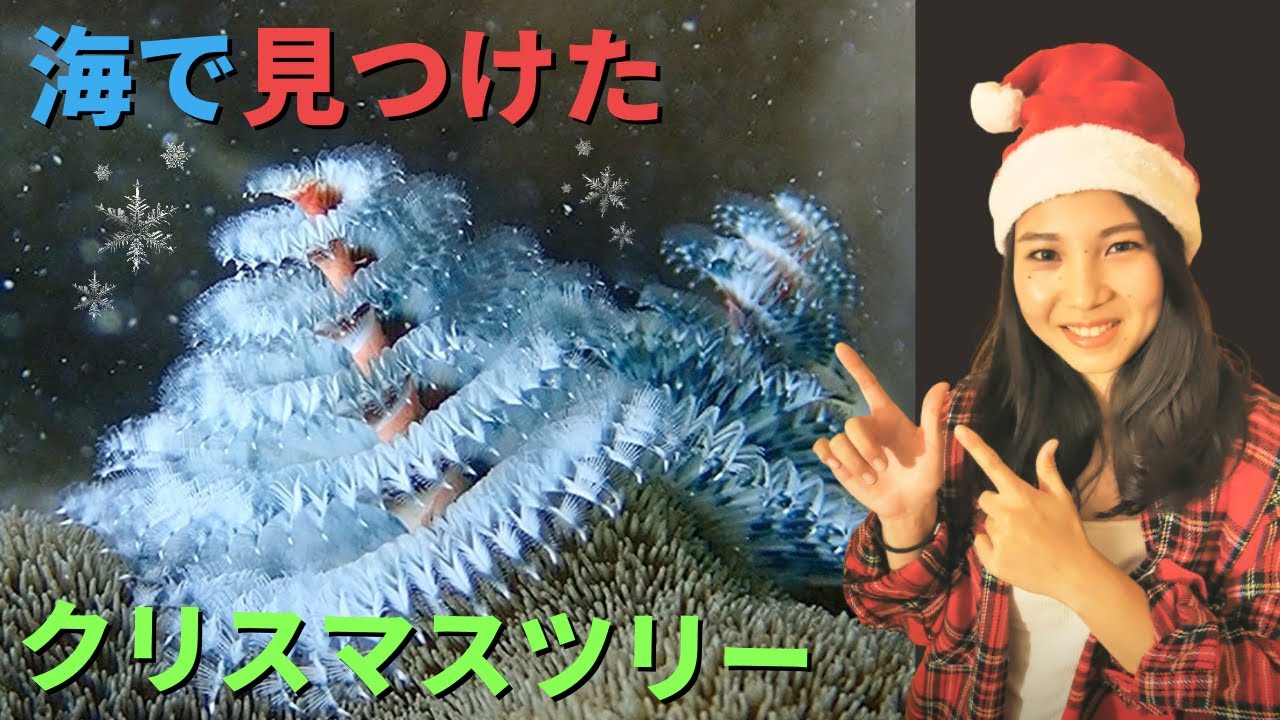 沖縄の海中で見つけたクリスマスツリー…その正体とは？！【Christmas tree worm】
