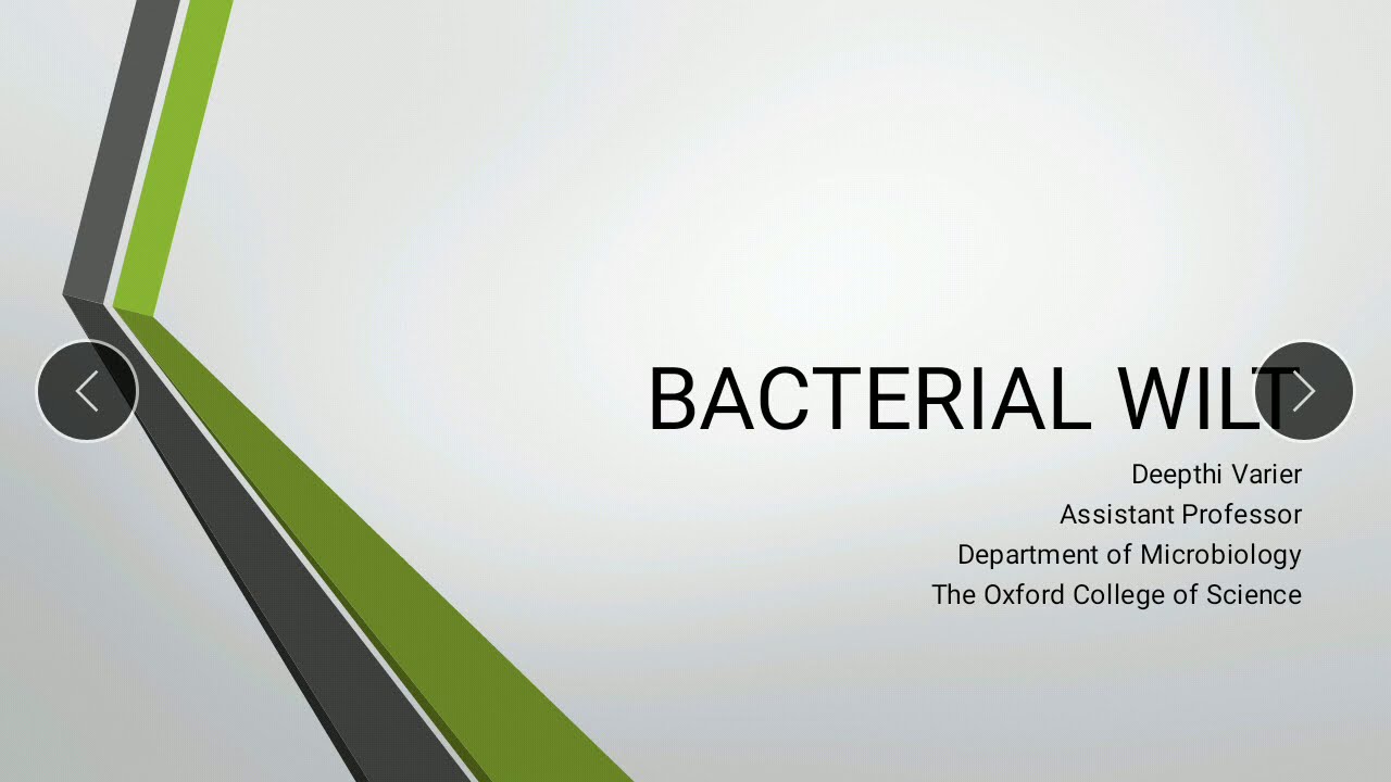 Bacterial Wilt | Plant Pathogens