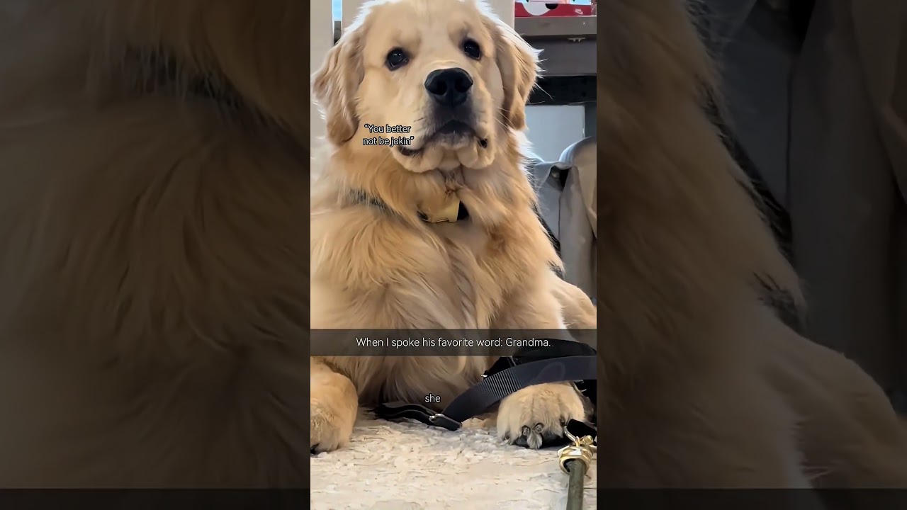 Funny Pet Compilation#FunnyPets #CuteAnimals #Cats #Dogs #PetLife #AnimalComedy #Shorts #viral