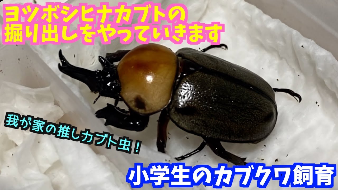 【ヨツボシヒナカブト】小学生ブリーダーが育てたヨツボシヒナカブトが羽化したようなので掘り出していきます