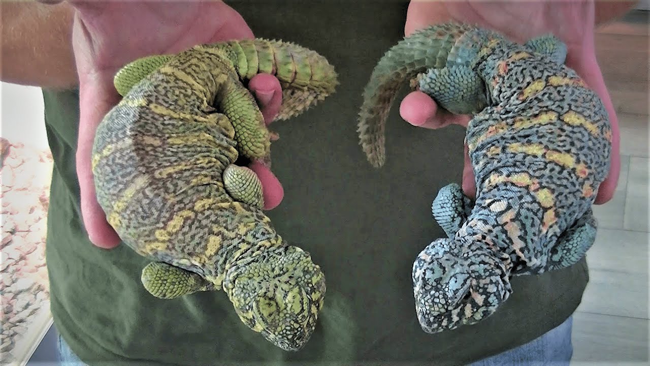 Episode 1: Uromastyx and other desert lizards [Kamiel Hamers] eng subs