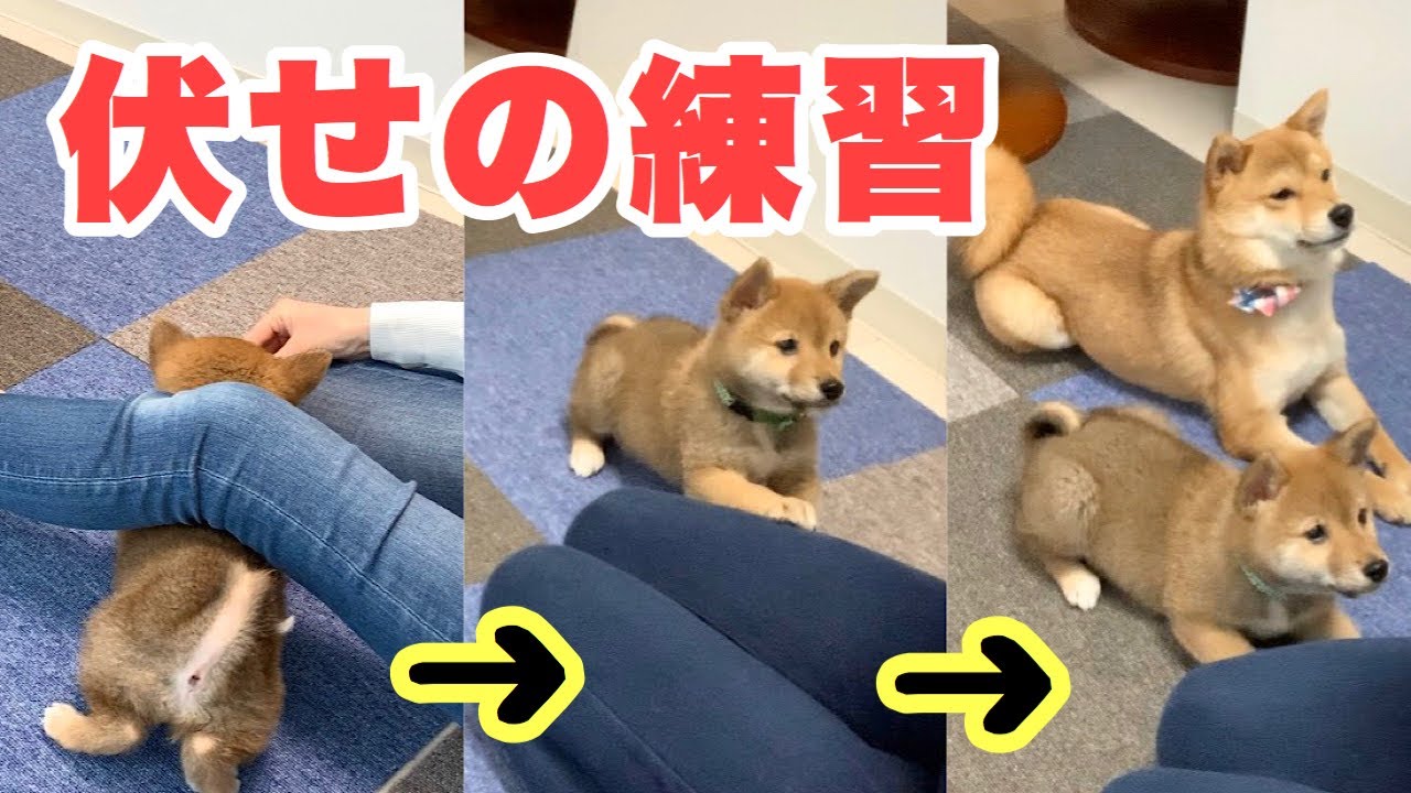 伏せの練習！出来るようになったよ！【豆柴子犬】