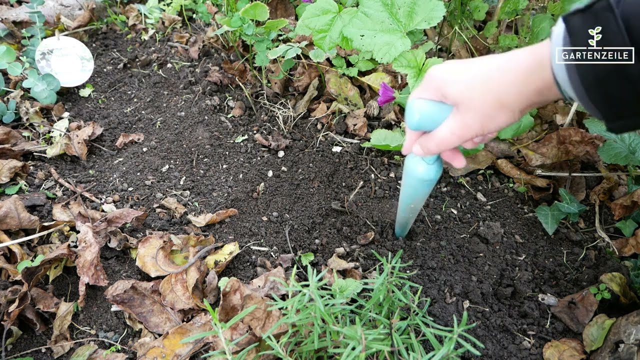 Sow wild garlic now | October / November is the ideal time!