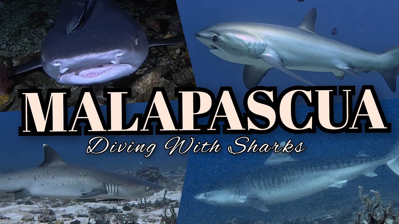 Diving with Sharks in Malapascua 🇵🇭 Cebu Philippines Oct 2024 | 4m Tiger Shark | Threshers Sharks 