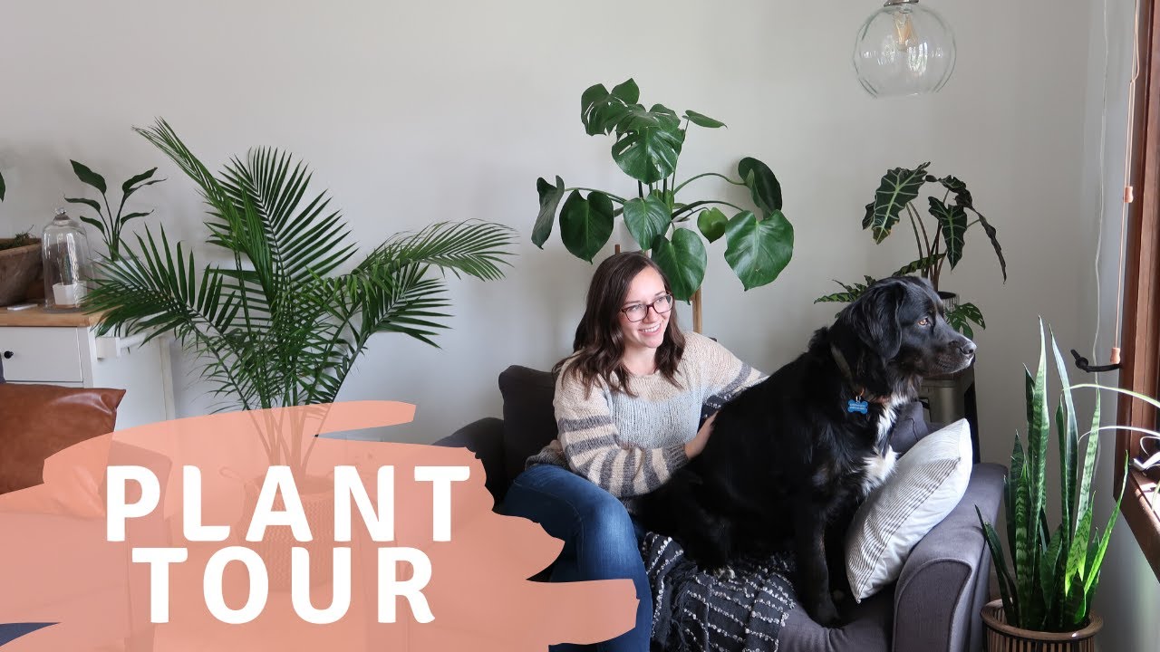 HUGE Indoor Houseplant Tour 2020 ~ Over 200 + Plants, WITH NAMES! // Angels Grove Co