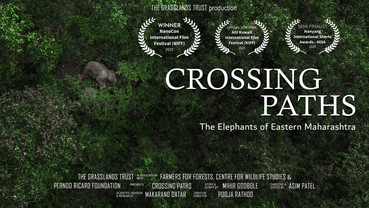 Crossing Paths | The Elephants of Eastern Maharashtra 🐘🌿
