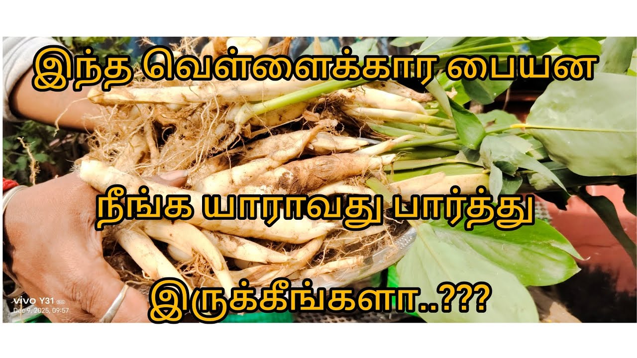 மருத்துவ குணம் கொண்ட இந்தக் கிழங்கு