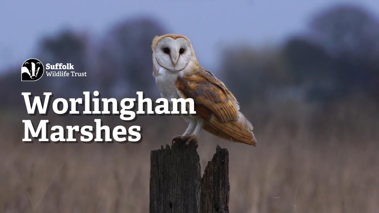 Worlingham Marshes, a new nature reserve in the Broads National Park - Suffolk Wildlife Trust